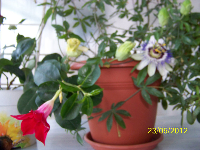 317_6362 - passiflora 2012