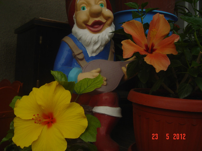 poze 663 - 09-2012-HIBISCUS