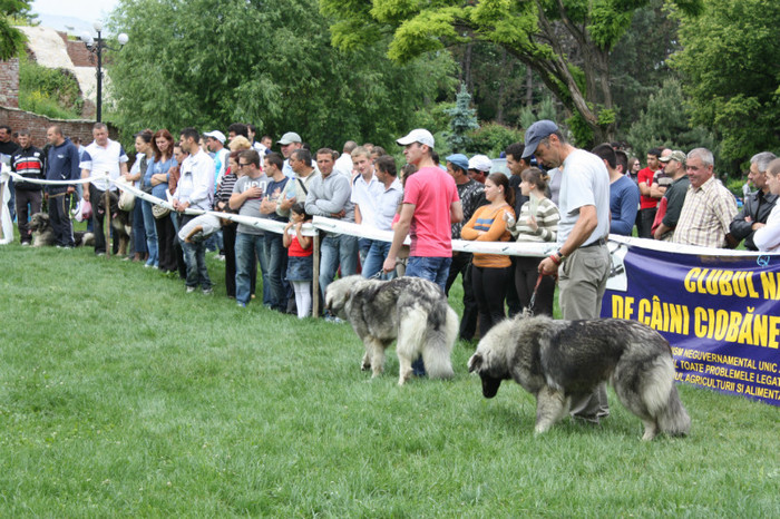 IMG_5798 - Targoviste 20 05 2012