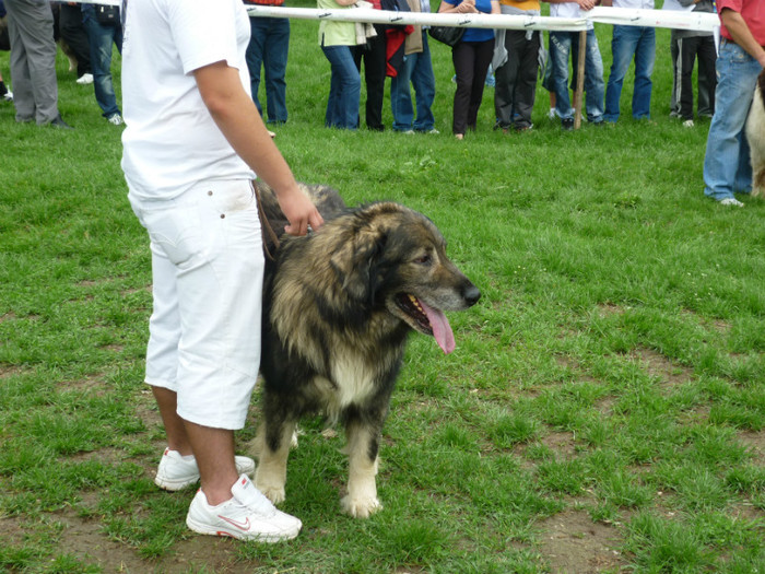 P1050571 - Targoviste 2012