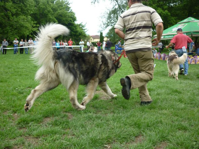 P1050573 - Targoviste 2012