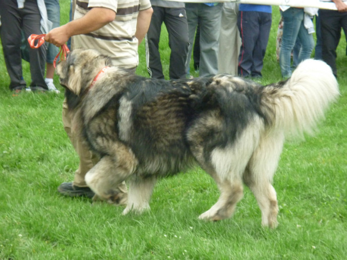 P1050581 - Targoviste 2012