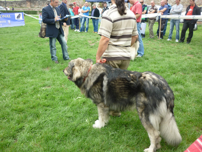 P1050584 - Targoviste 2012