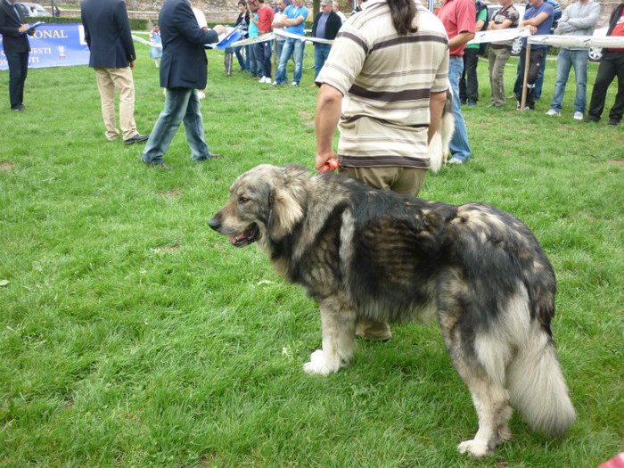 P1050585 - Targoviste 2012