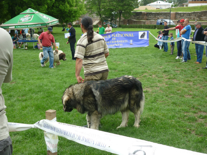 P1050590 - Targoviste 2012