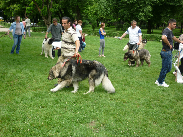 P1050610 - Targoviste 2012