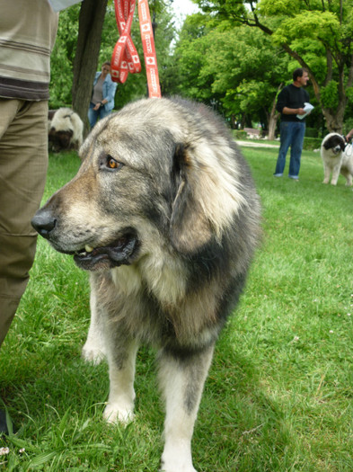 P1050611 - Targoviste 2012