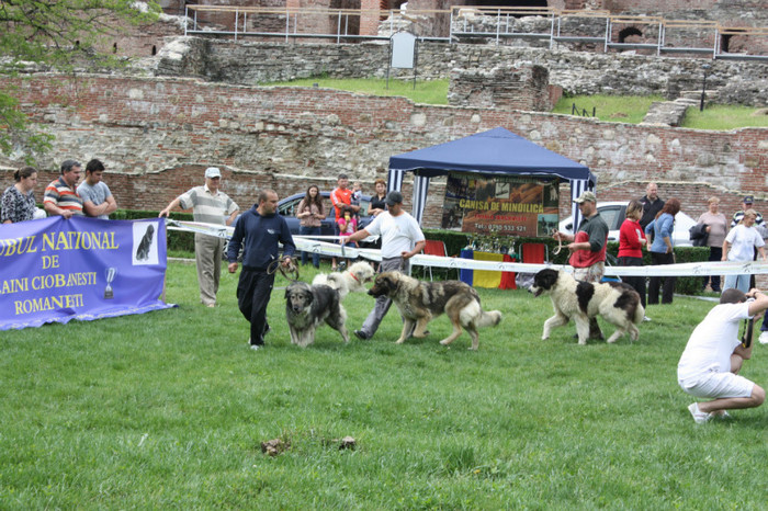 IMG_5812 - Targoviste 20 05 2012