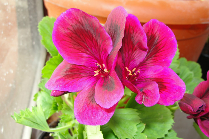 Pelargonium Aldwyck