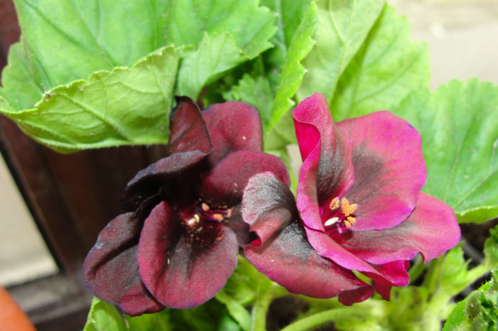 Pelargonium Springfield black