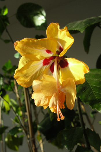 hibi el capitolio sport of sport