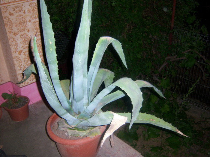 100_6410 - Agave