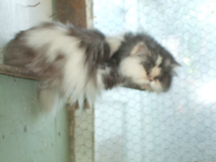 Puffy; pisik persana
