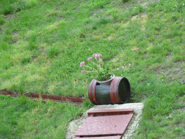 P1020623; a baut Dorica tuica si a facut butoiul vaza la muscate
