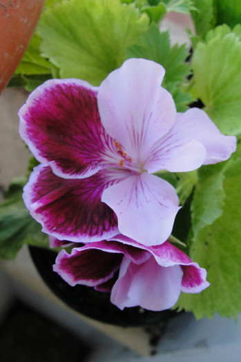  - B-alte plante cu flori