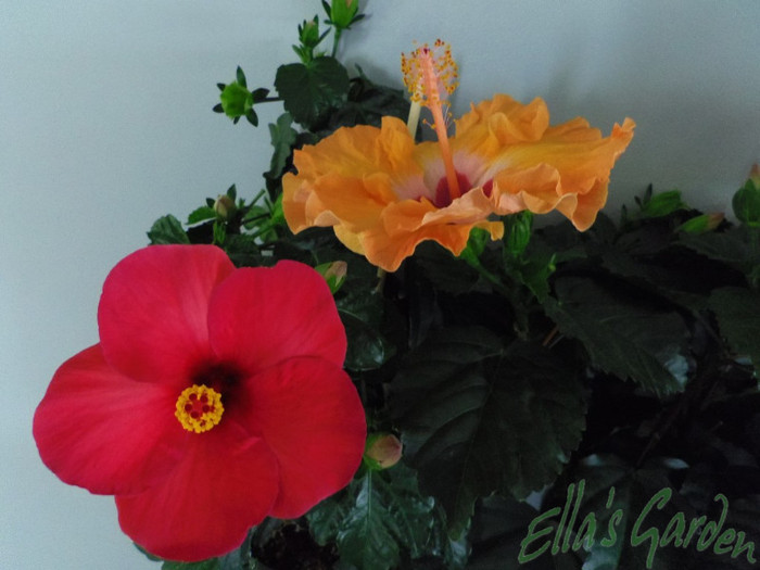 22 mai 2012 - 2012 Hibiscus