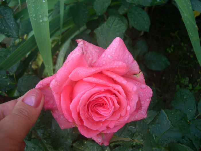 CIMG5151 - trandafiri 2012