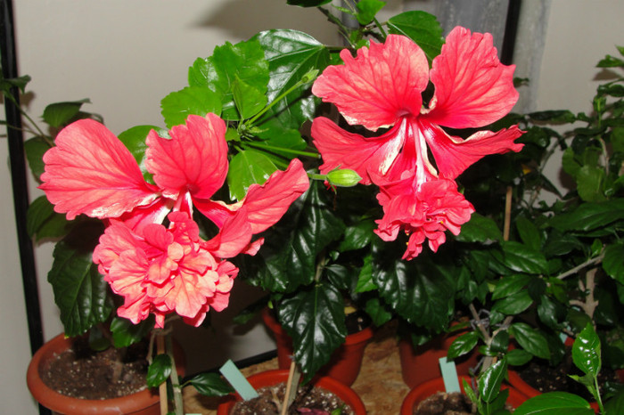 hibi el capitolio  schizopetalus pagoda