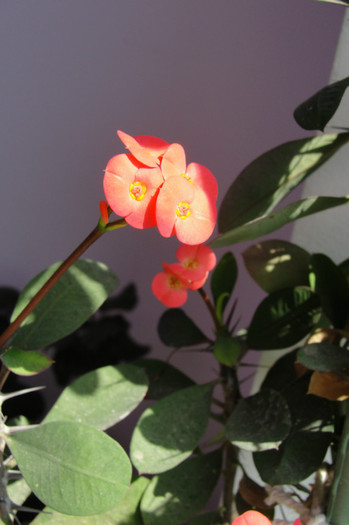 euphorbia