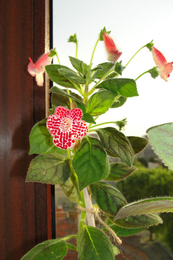 kohleria clytie