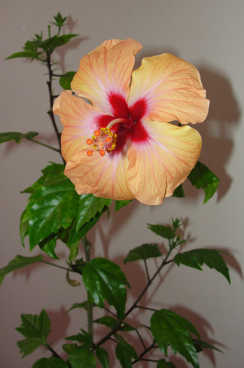 cine stie cum se numeste?