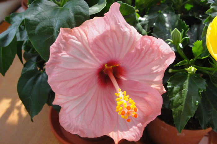 Hibi venetie - B-hibiscus-Sunny Cities