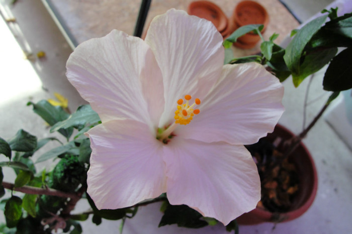 hibi tokio - B-hibiscus-2012 2