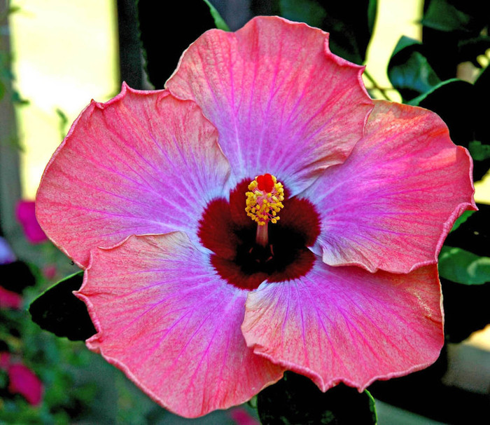 rum runner cum ar fi treb sa infloreasca