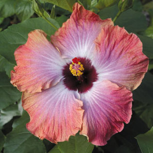 R1623-Hibiscus-Rumrunner cum ar treb sa infloreasca