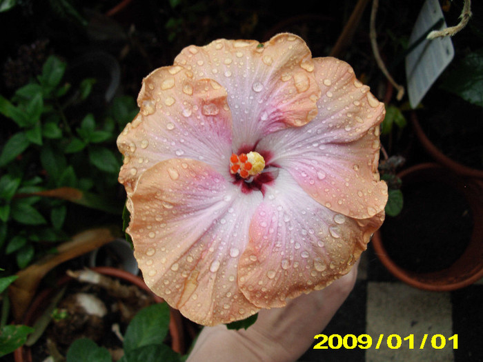 2012-04-01 505 vivi rum runner