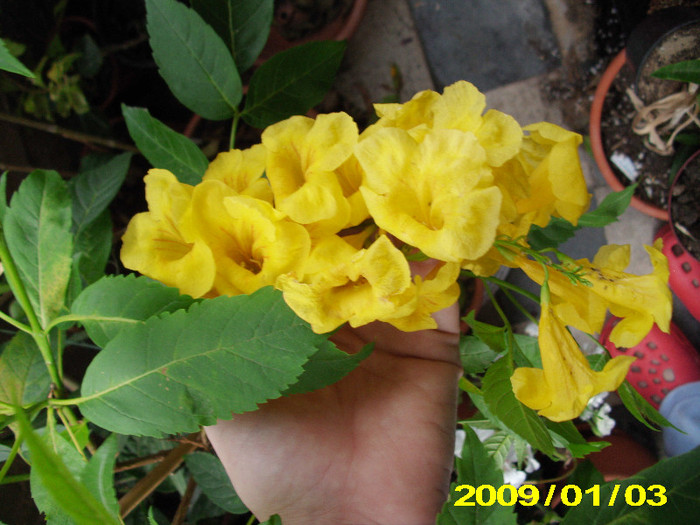 2012-04-01 513tacoma