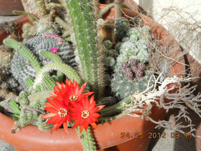  - cactusii mei infloriti