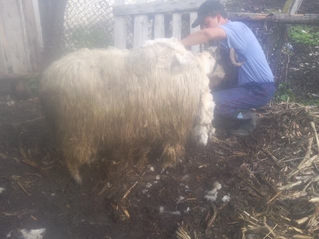 Photo1316 - oi jienesti 1