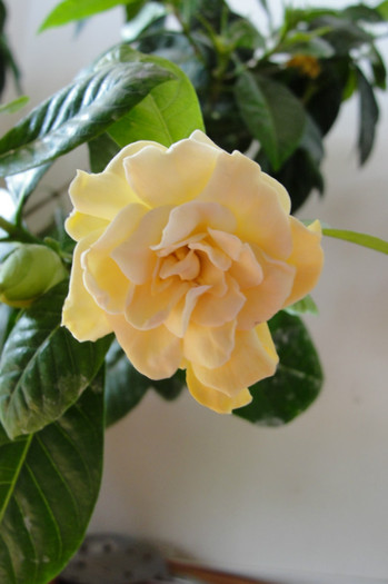 gardenia
