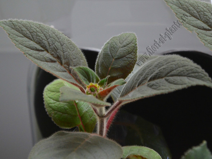 NEW - Kohleria Karisma; 2012
