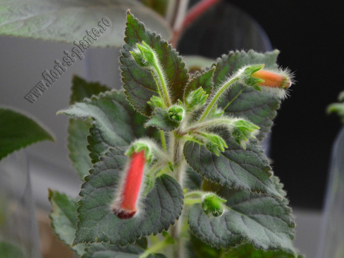 NEW - Kohleria Lima; 2012

