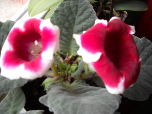 23.mai - 1GLOXINIA-2012