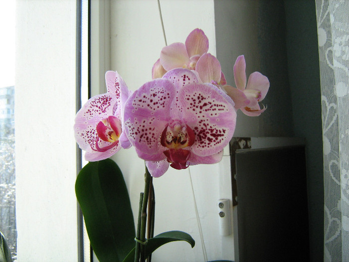 023 - orhidee 2012
