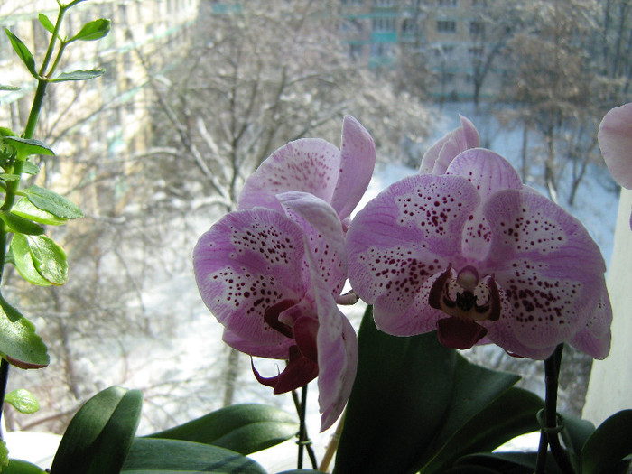 034 - orhidee 2012