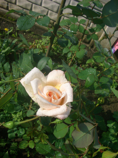 CIMG5133 - trandafiri 2012
