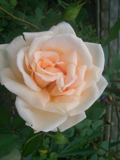 CIMG5165 - trandafiri 2012