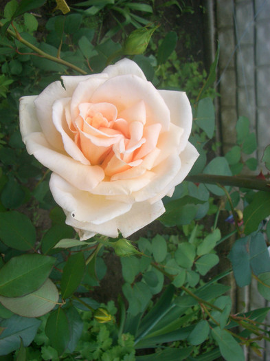 CIMG5166 - trandafiri 2012