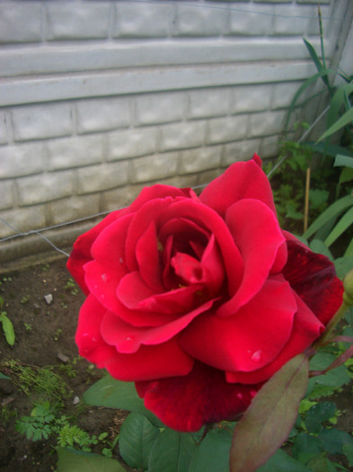 CIMG5172 - trandafiri 2012