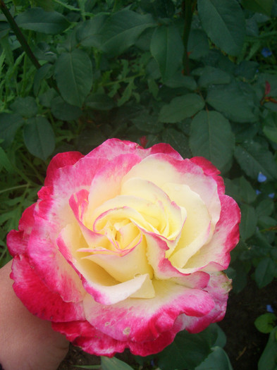 CIMG5174 - trandafiri 2012