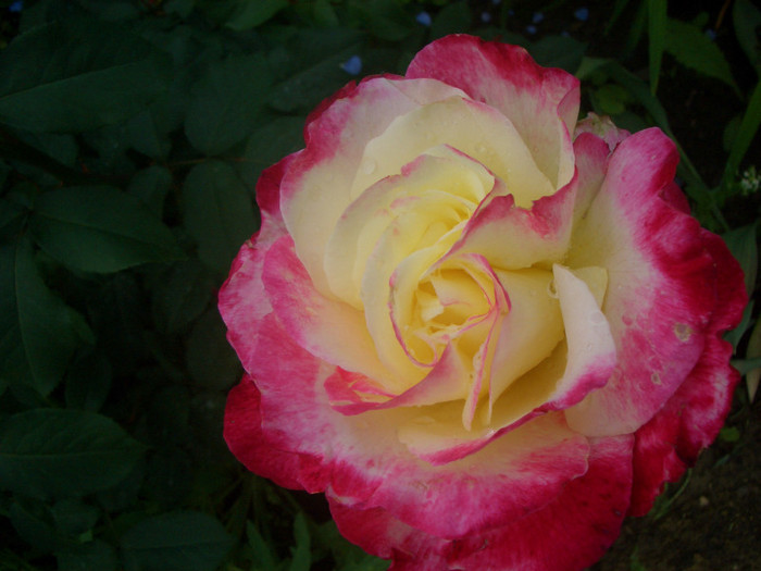 CIMG5175 - trandafiri 2012