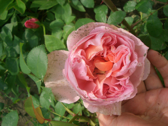 Dames de Chenonceau (Delpabra - Delbard, 2002) - trandafiri 2012