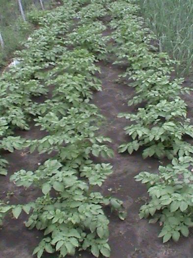 cartofi - gradina de legume si fructe