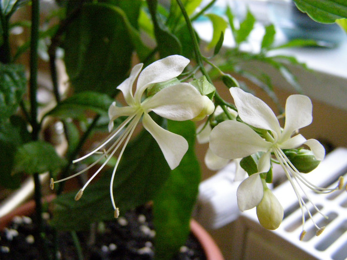 Clerodendron