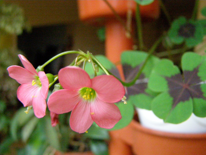 Oxalis  - Iron Cross