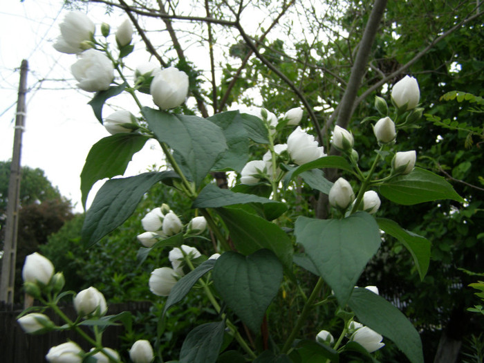 P4057151